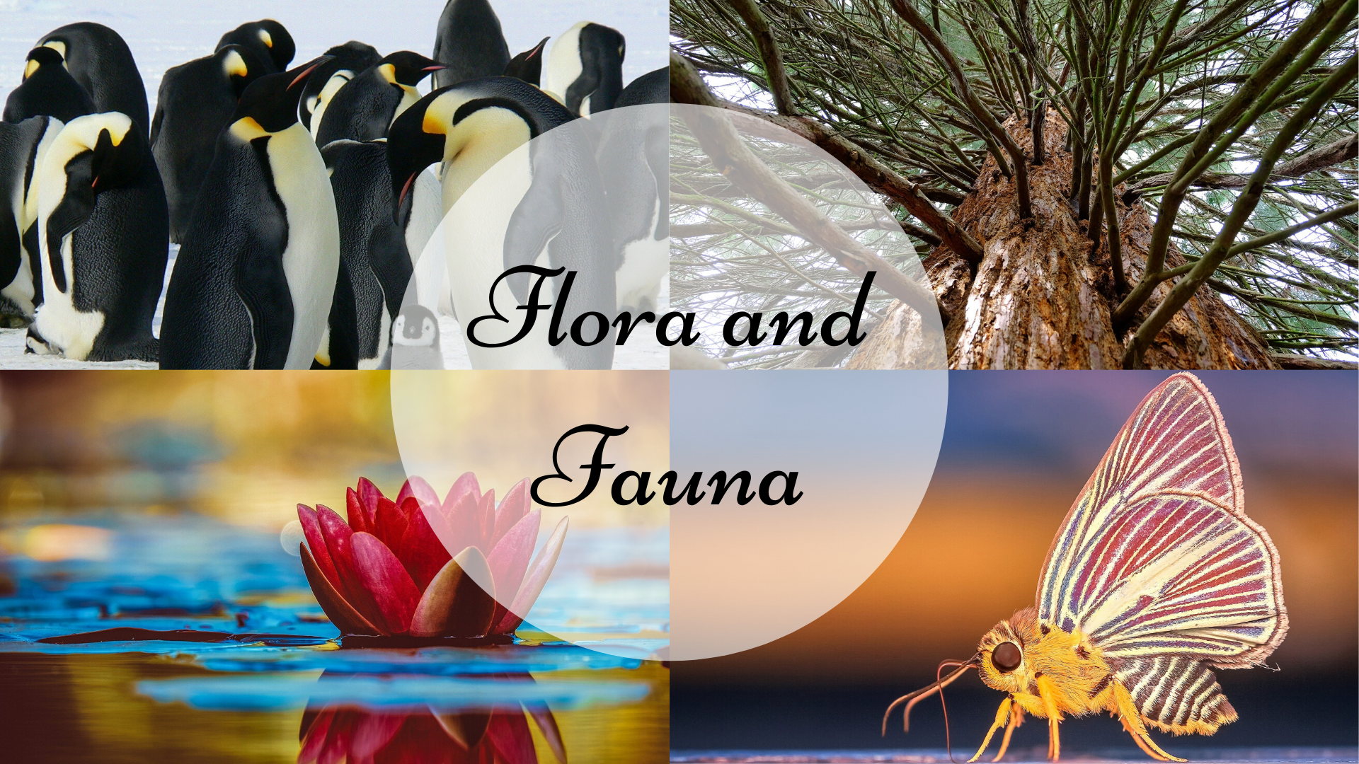 Detail Gambar Flora Dan Fauna Nomer 22