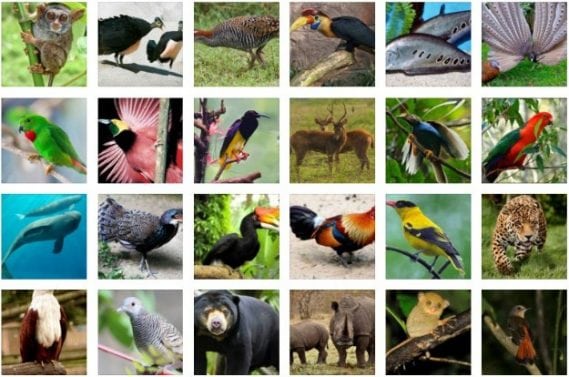 Detail Gambar Flora Dan Fauna Di Dunia Nomer 27