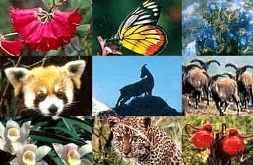 Detail Gambar Flora Dan Fauna Di Dunia Nomer 32