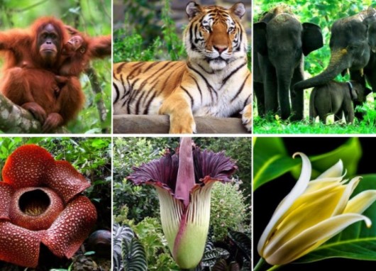 Detail Gambar Flora Dan Fauna Di Dunia Nomer 36