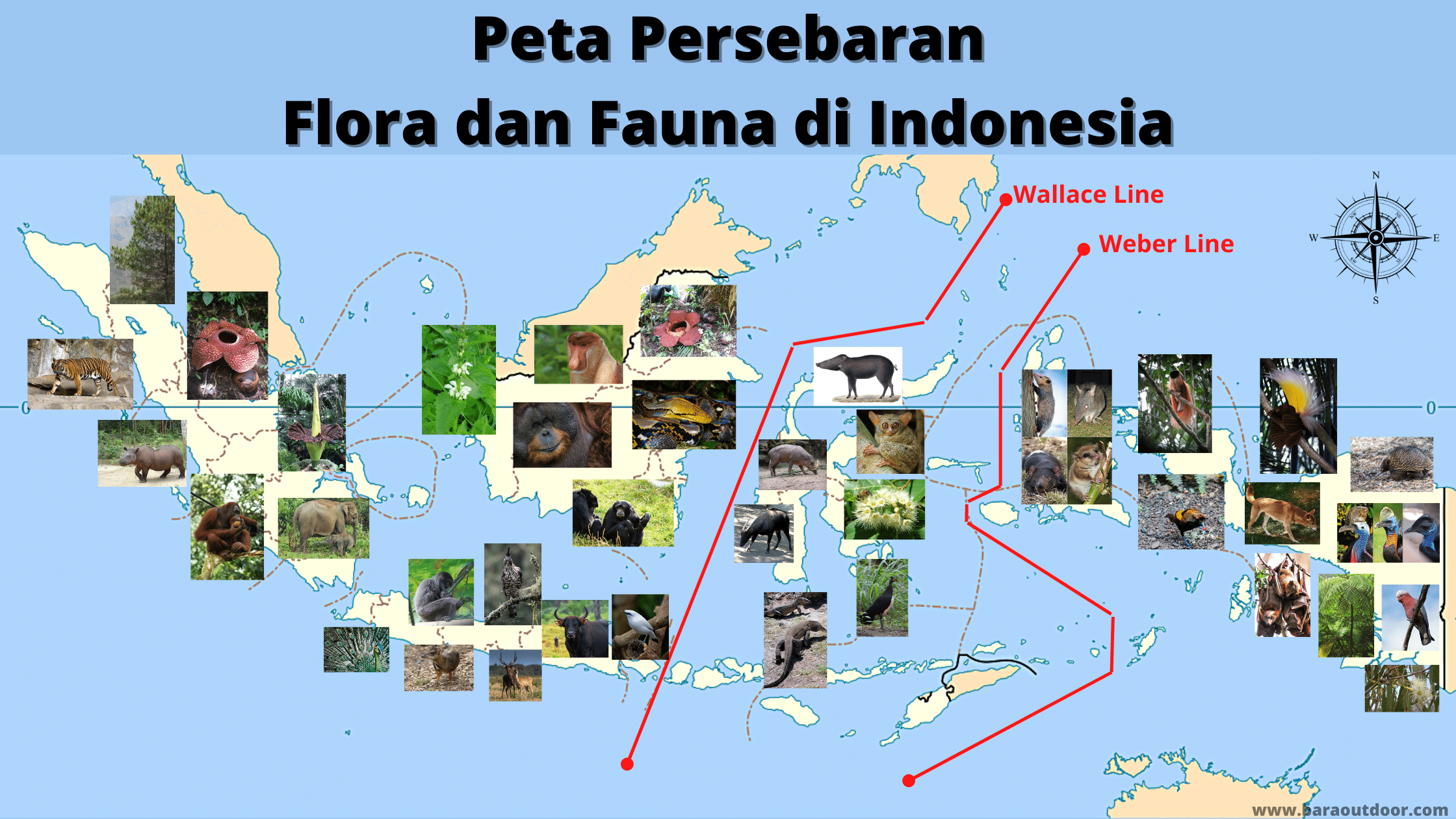 Detail Gambar Flora Dan Fauna Di Indonesia Nomer 6