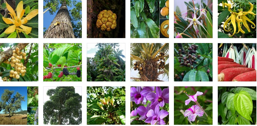 Gambar Flora Dan Namanya - KibrisPDR