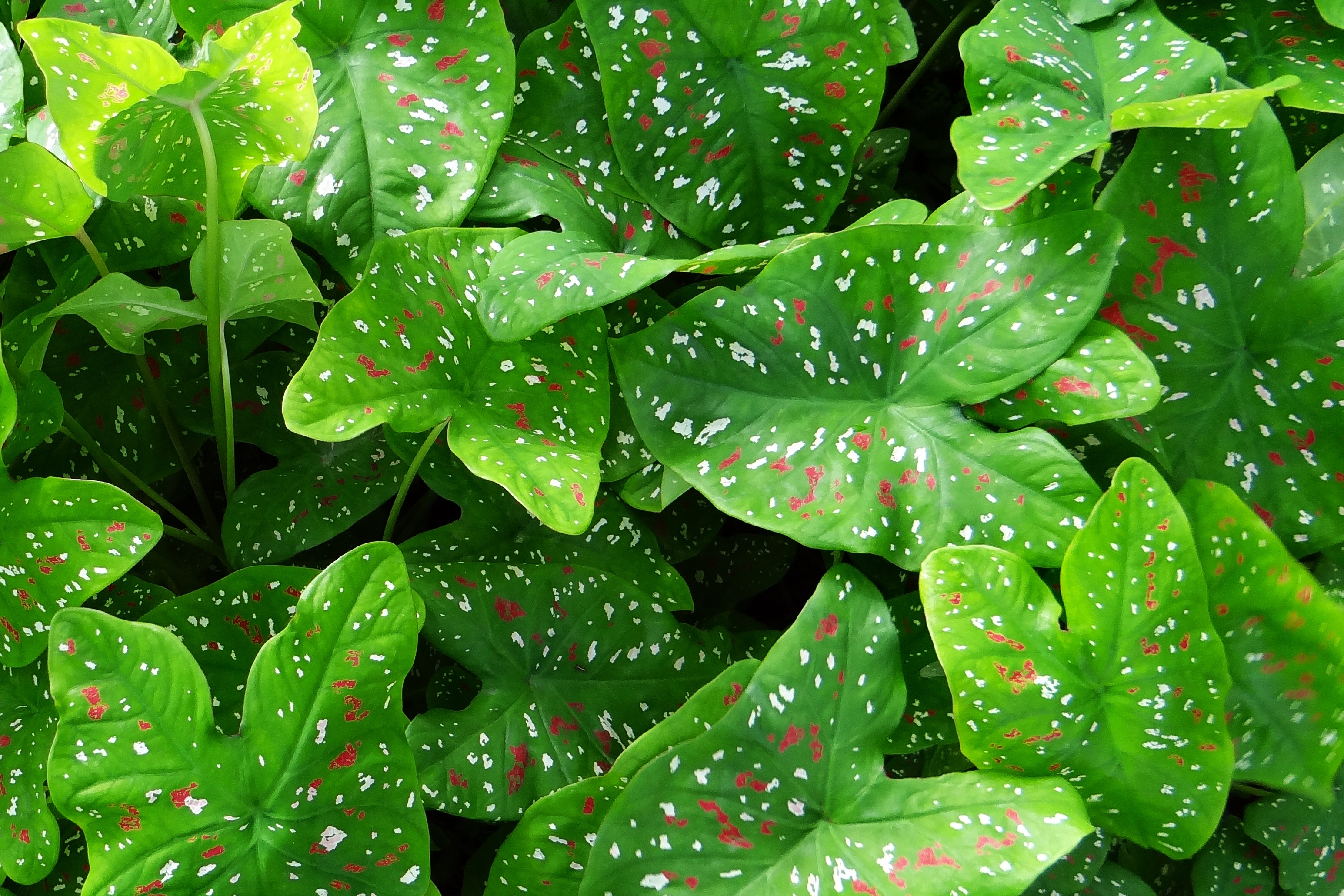Detail Gambar Flora Daun Nomer 32
