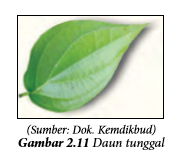 Detail Gambar Flora Daun Nomer 40