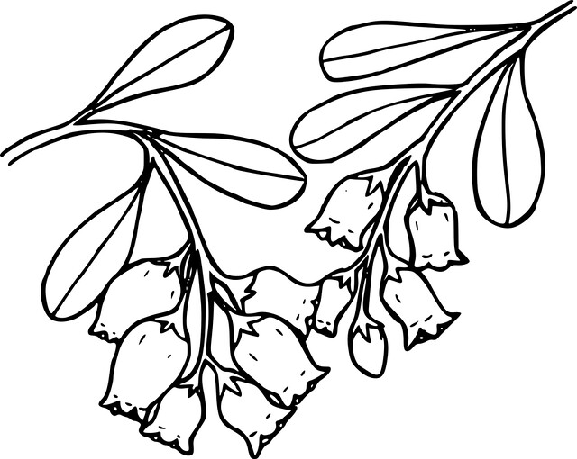Detail Gambar Flora Daun Nomer 6