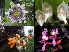 Detail Gambar Flora Di Indonesia Nomer 35