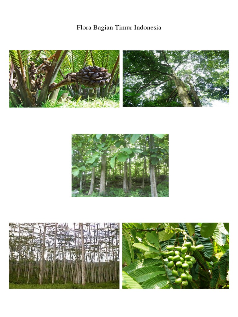 Detail Gambar Flora Di Indonesia Bagian Timur Nomer 15