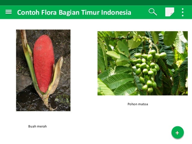 Detail Gambar Flora Di Indonesia Bagian Timur Nomer 21