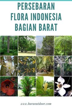 Detail Gambar Flora Di Indonesia Barat Nomer 3
