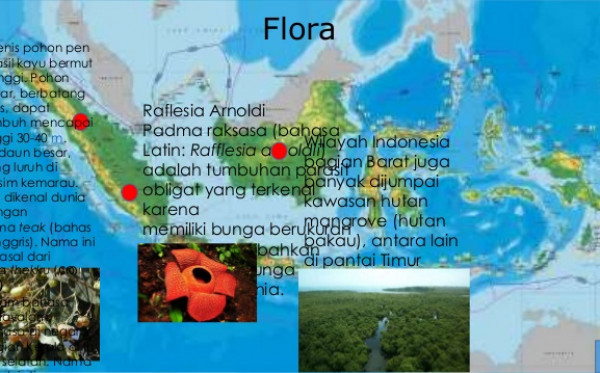 Detail Gambar Flora Di Indonesia Barat Nomer 28