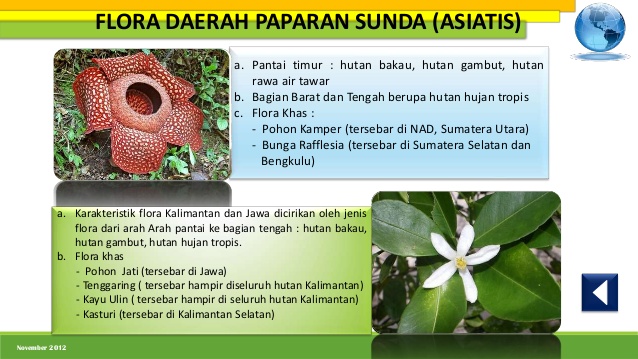 Detail Gambar Flora Di Indonesia Barat Nomer 37