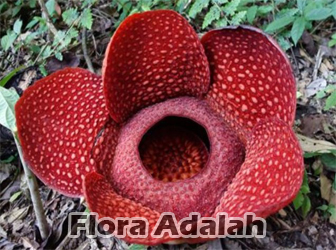 Detail Gambar Flora Di Indonesia Barat Nomer 38
