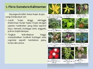 Detail Gambar Flora Di Indonesia Barat Nomer 40