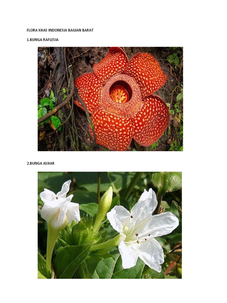 Detail Gambar Flora Di Indonesia Barat Nomer 43