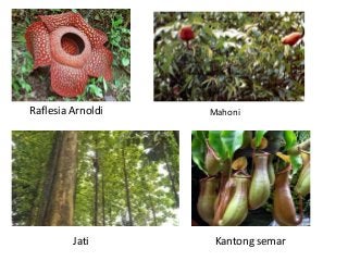 Detail Gambar Flora Di Indonesia Barat Nomer 50