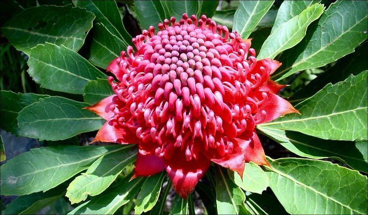 Gambar Flora Indo Australia - KibrisPDR