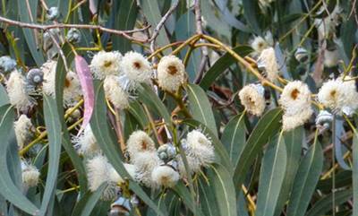 Detail Gambar Flora Indo Australia Nomer 12