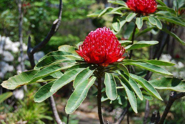 Detail Gambar Flora Indo Australia Nomer 2