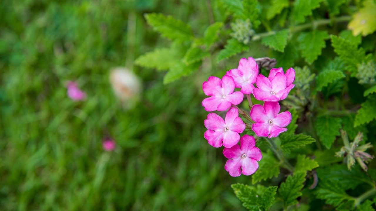 Detail Gambar Flora Indo Australia Nomer 23