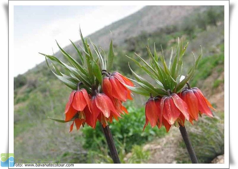 Detail Gambar Flora Indo Australia Nomer 3