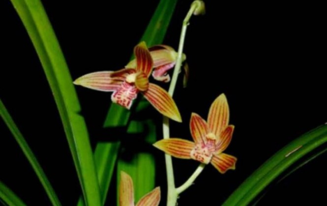 Detail Gambar Flora Indo Australia Nomer 38