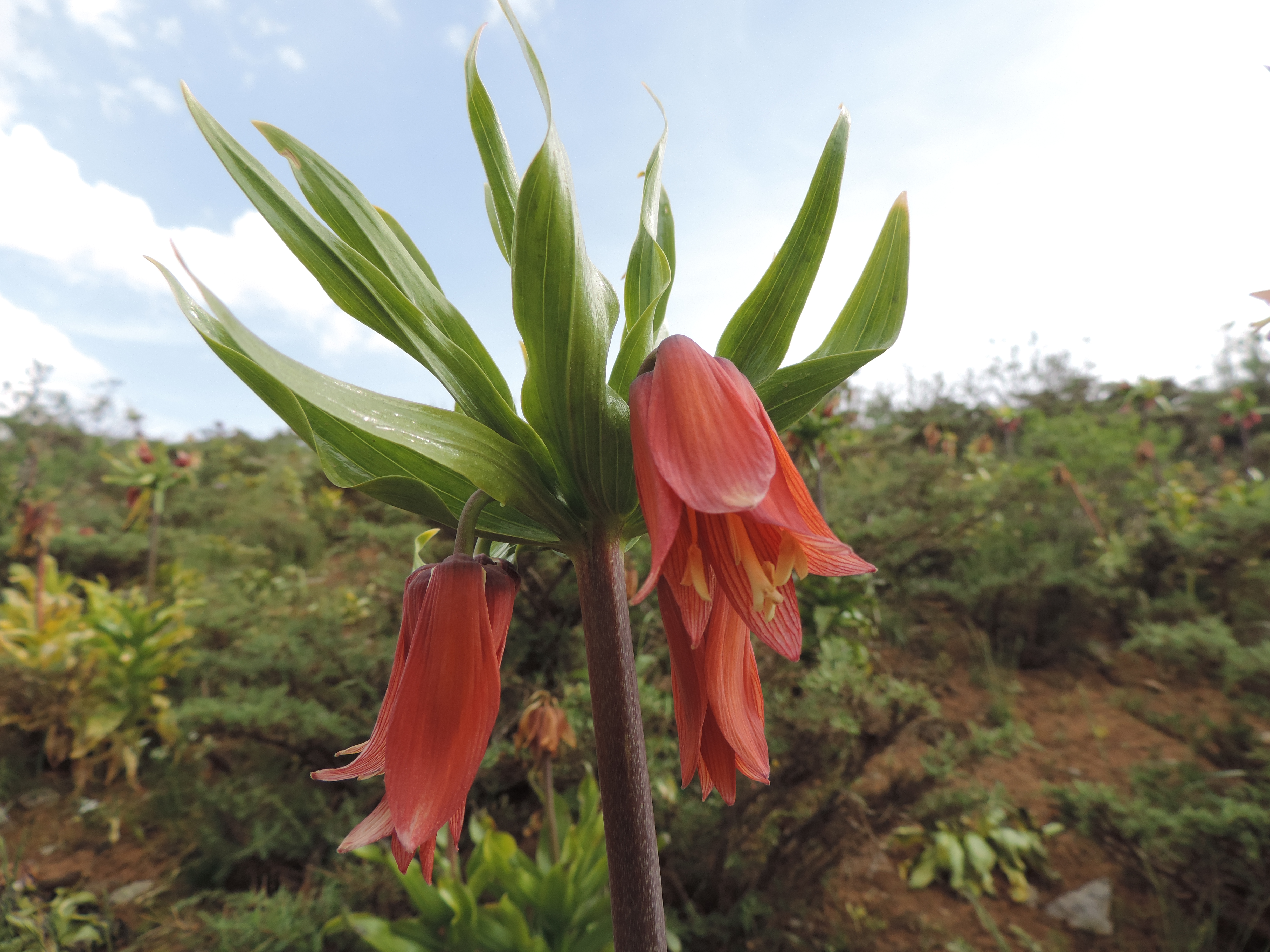 Detail Gambar Flora Indo Australia Nomer 39