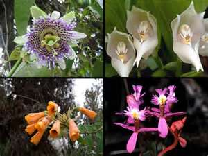 Detail Gambar Flora Indo Australia Nomer 7