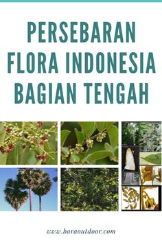 Detail Gambar Flora Indonesia Bagian Tengah Nomer 2