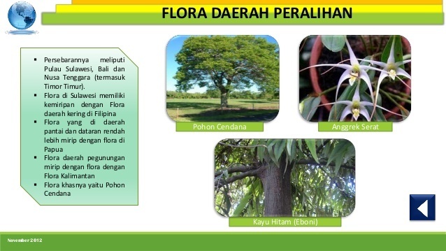 Detail Gambar Flora Indonesia Bagian Tengah Nomer 19
