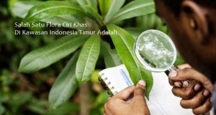 Detail Gambar Flora Indonesia Bagian Tengah Nomer 52