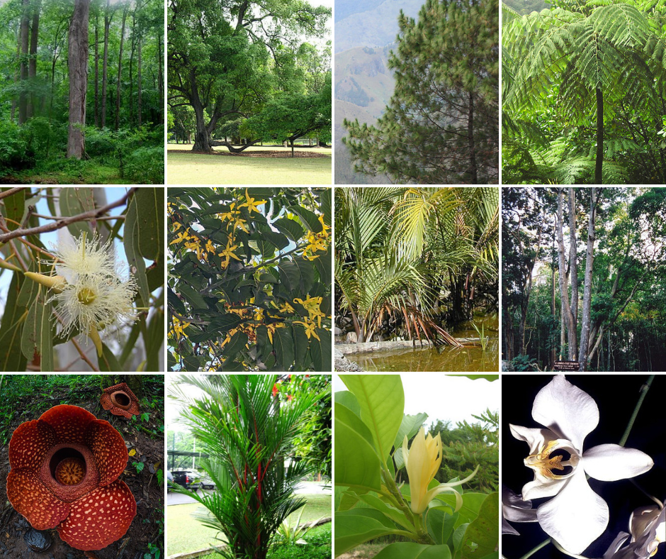 Detail Gambar Flora Indonesia Bagian Timur Nomer 11