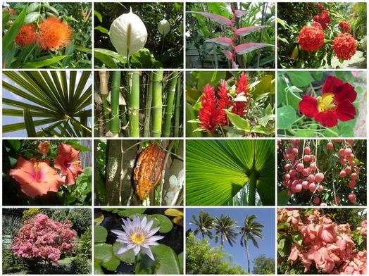 Detail Gambar Flora Indonesia Bagian Timur Nomer 38