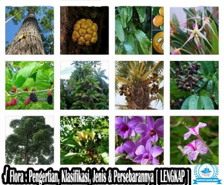 Detail Gambar Flora Peralihan Nomer 14