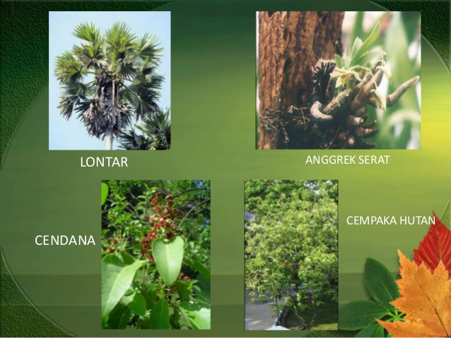 Detail Gambar Flora Peralihan Nomer 41