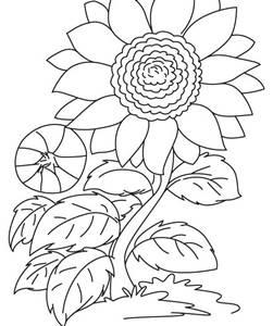 Detail Gambar Flora Tanpa Warna Nomer 3