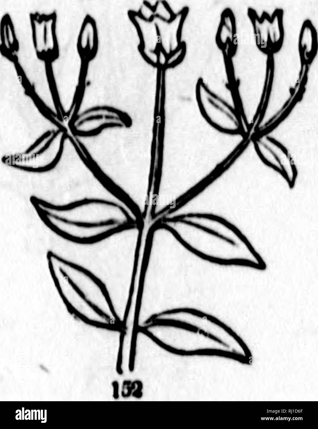 Detail Gambar Flora Yang Simple Nomer 35