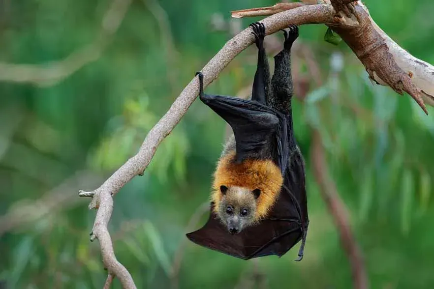 Detail Gambar Flying Fox Nomer 36