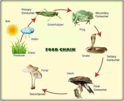 Detail Gambar Food Chain Koleksi Nomer 34 Biology Diagrams