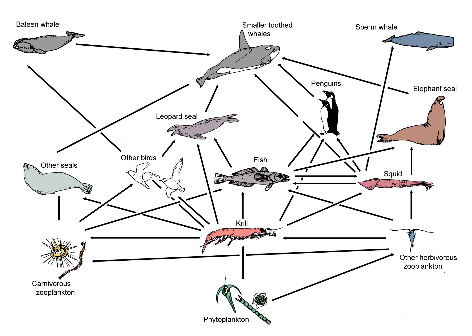 Detail Gambar Food Web Nomer 50