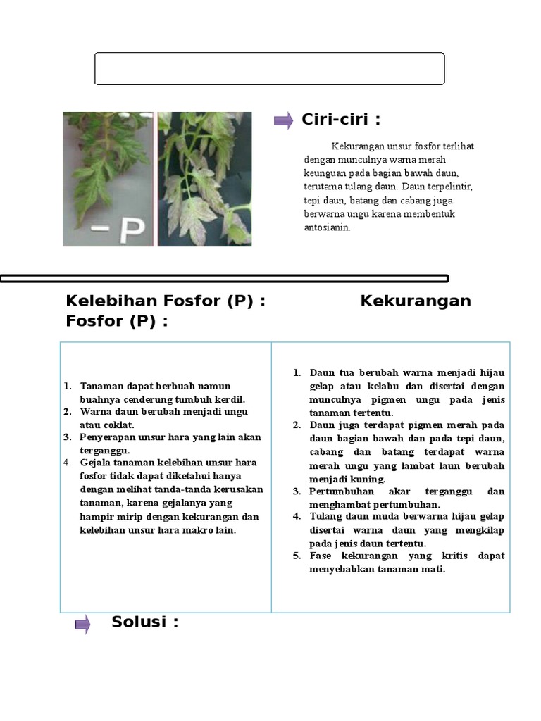 Detail Gambar Fosfor Bagi Tanaman Nomer 15