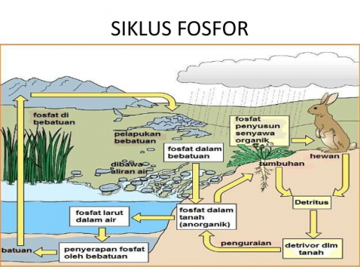 Detail Gambar Fosfor Bagi Tanaman Nomer 42