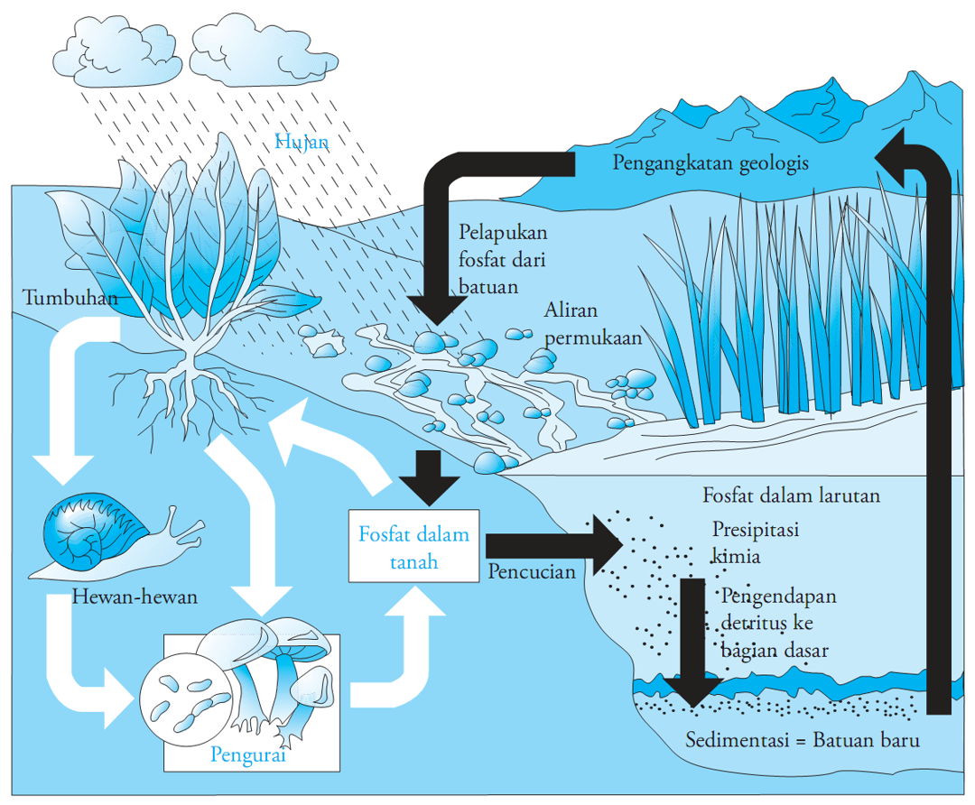 Detail Gambar Fosfor Bgi Tanaman Nomer 14