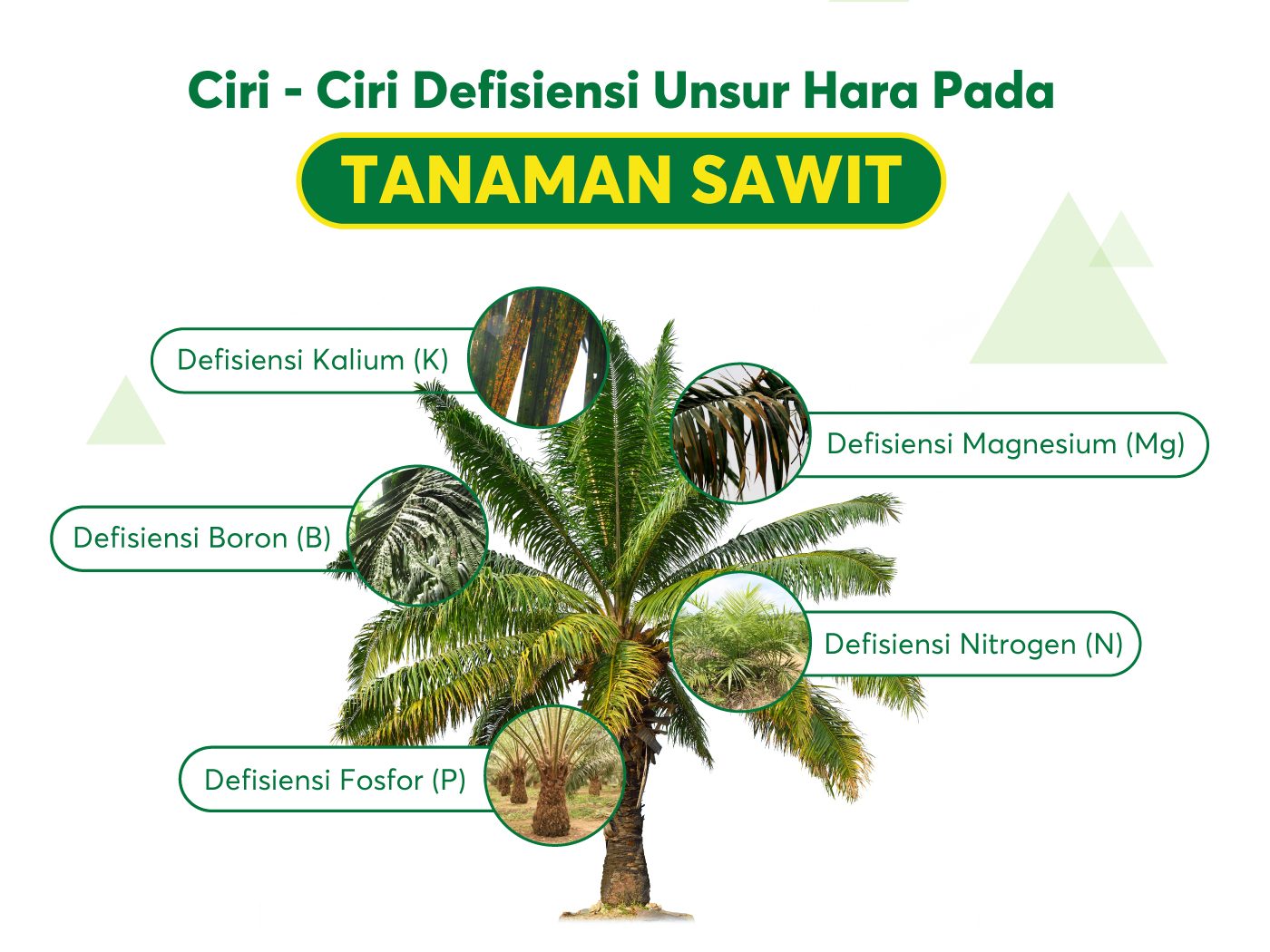 Detail Gambar Fosfor Bgi Tanaman Nomer 28