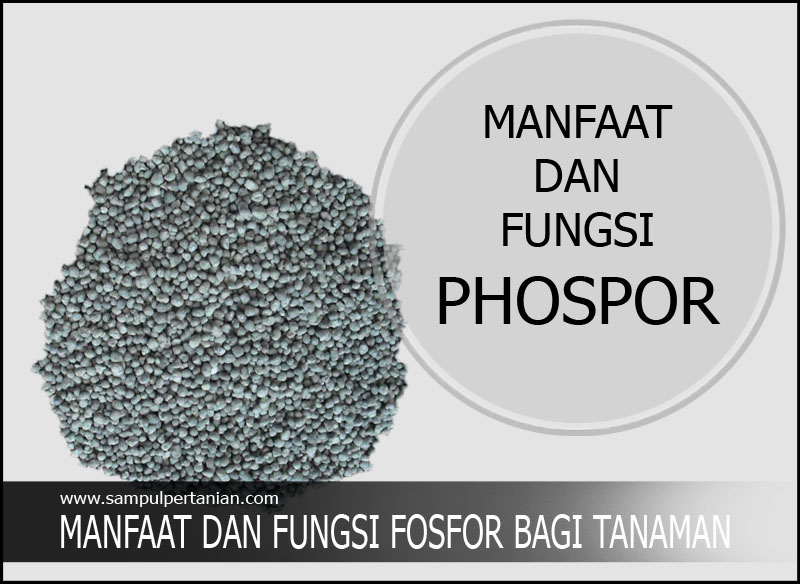 Detail Gambar Fosfor Bgi Tanaman Nomer 3