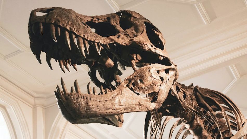 Detail Gambar Fosil Dinosaurus Nomer 25