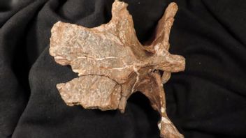 Detail Gambar Fosil Dinosaurus Nomer 38