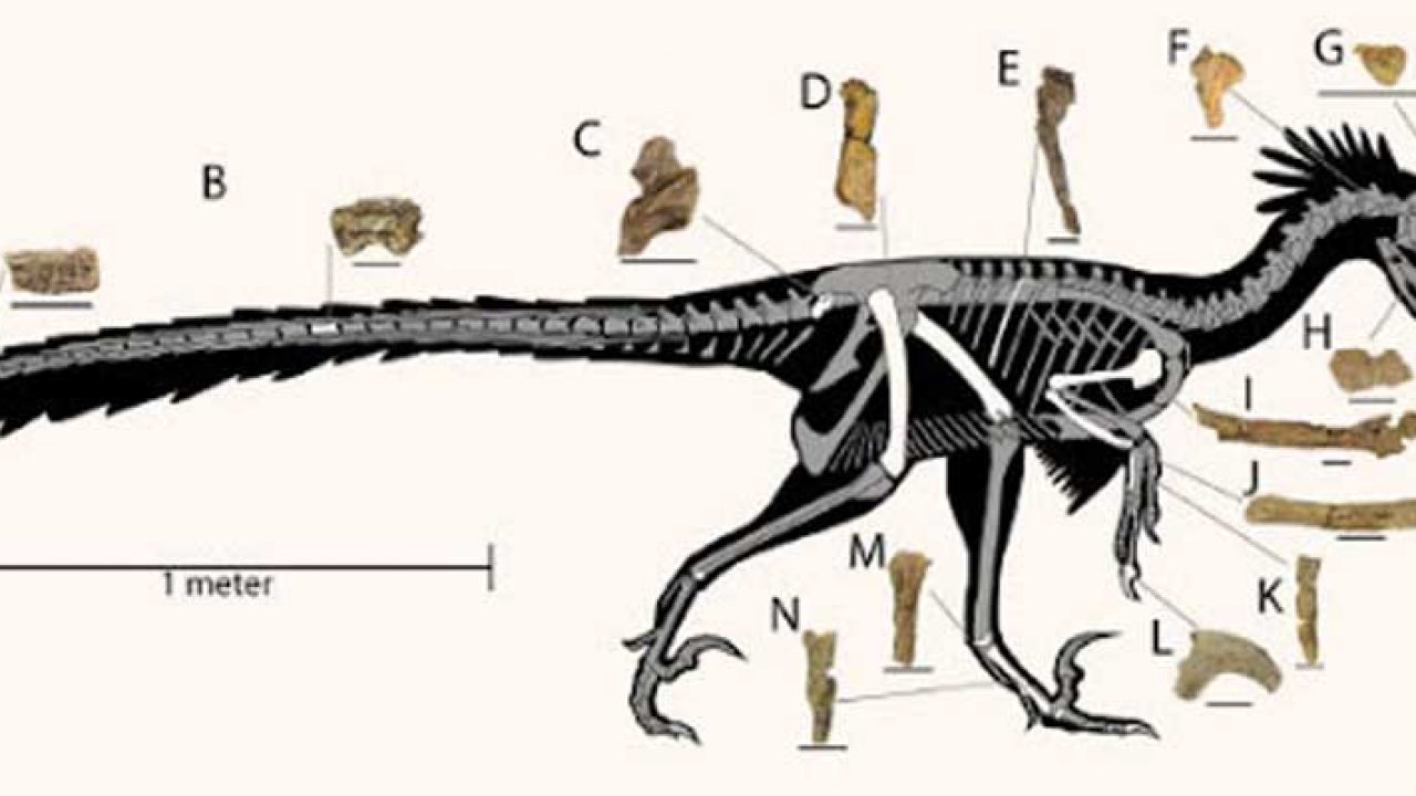 Detail Gambar Fosil Dinosaurus Nomer 46