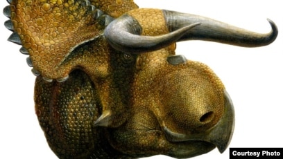Detail Gambar Fosil Dinosaurus Nomer 51