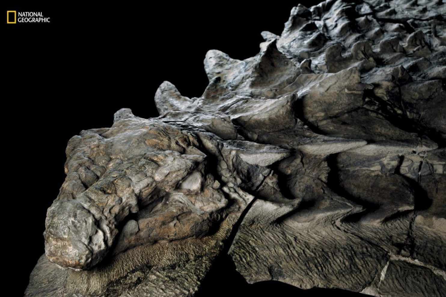 Detail Gambar Fosil Dinosaurus Nomer 9