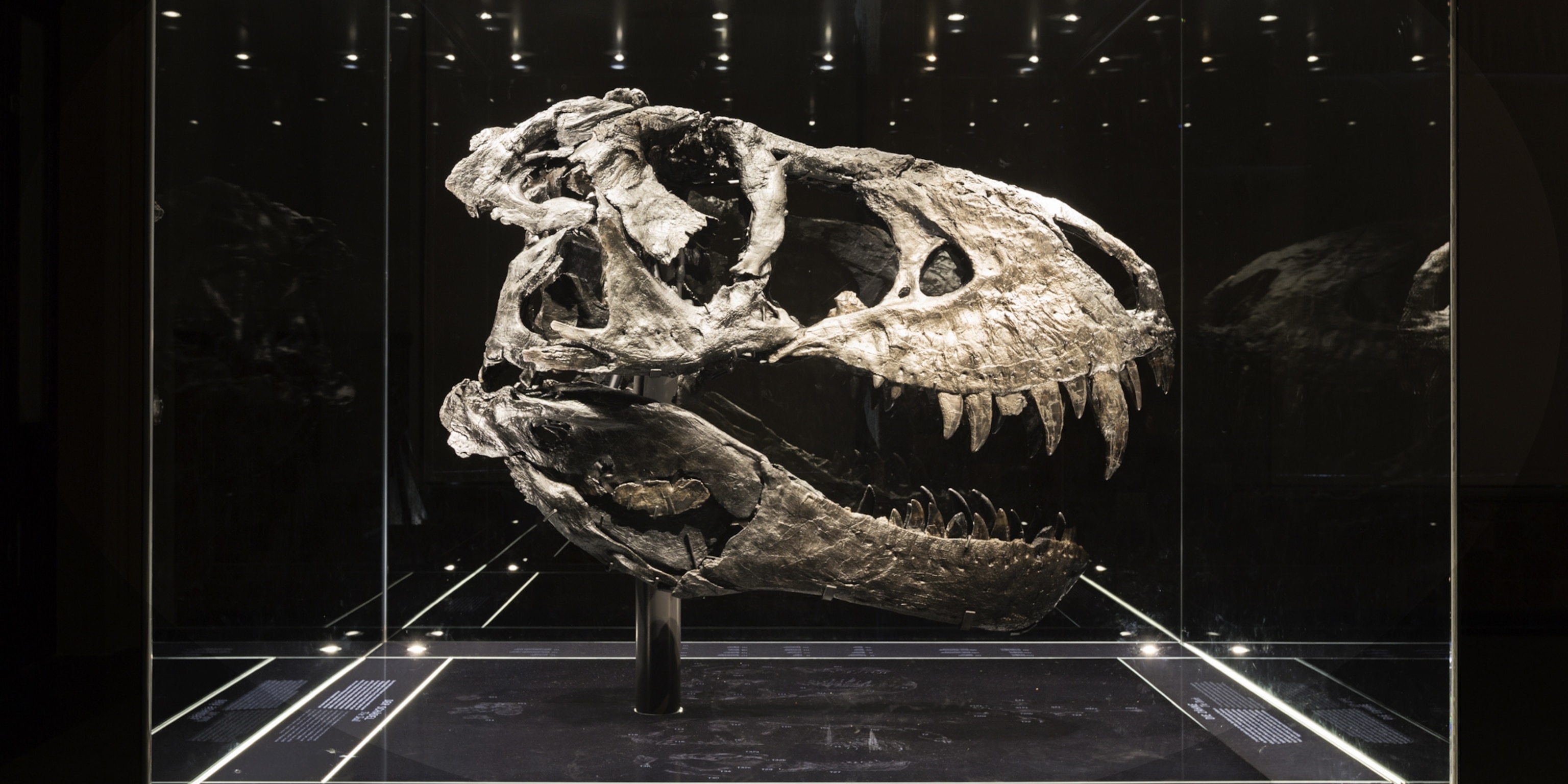 Detail Gambar Fosil Dinosaurus Trex Nomer 18